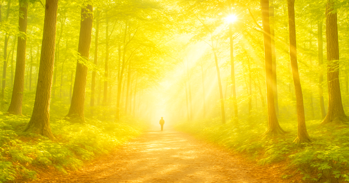 What is Forest Therapy - Forest Therapy.club