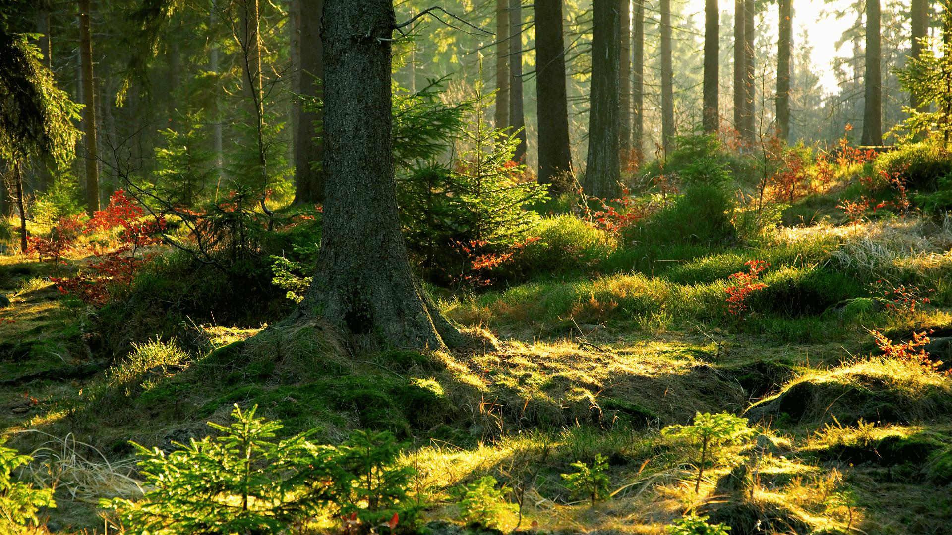 Forest Therapy Guides